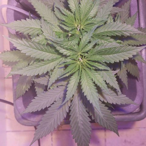 Vanilla frosting growlog timeline photo