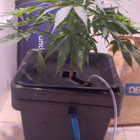 Vanilla frosting growlog timeline photo