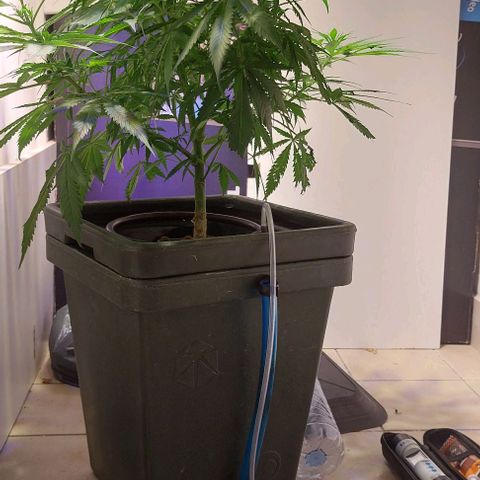 Vanilla frosting growlog timeline photo