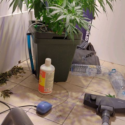 Vanilla frosting growlog timeline photo
