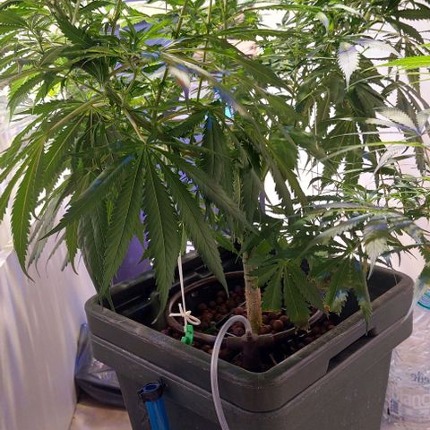 Vanilla frosting growlog timeline photo