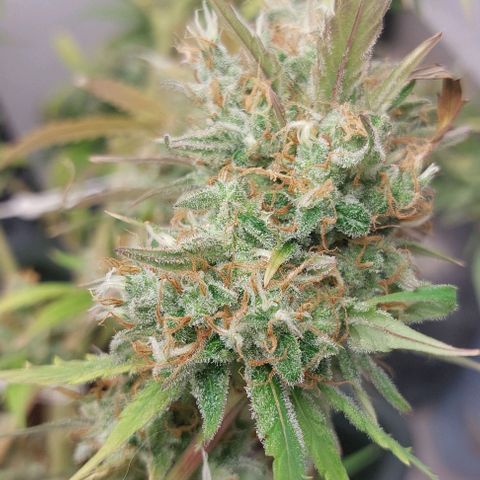 Vanilla frosting growlog timeline photo