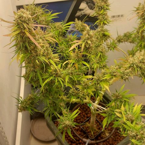 Vanilla frosting growlog timeline photo