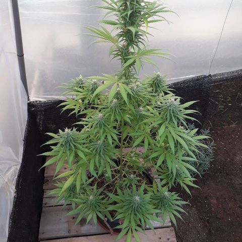Prenseeds growlog timeline photo