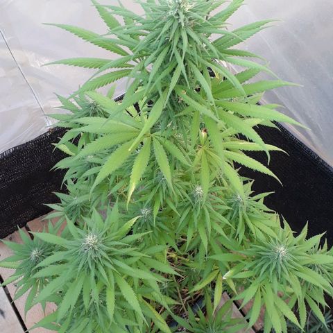 Prenseeds growlog timeline photo