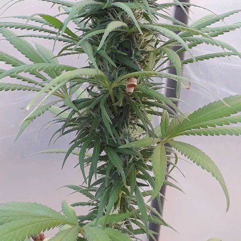 Prenseeds growlog timeline photo