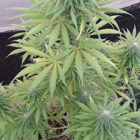 Prenseeds growlog timeline photo