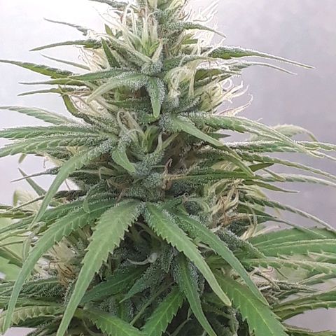 Prenseeds growlog timeline photo