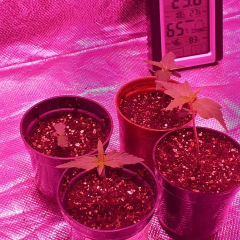 Mamão com açúcar need seeds growlog timeline photo