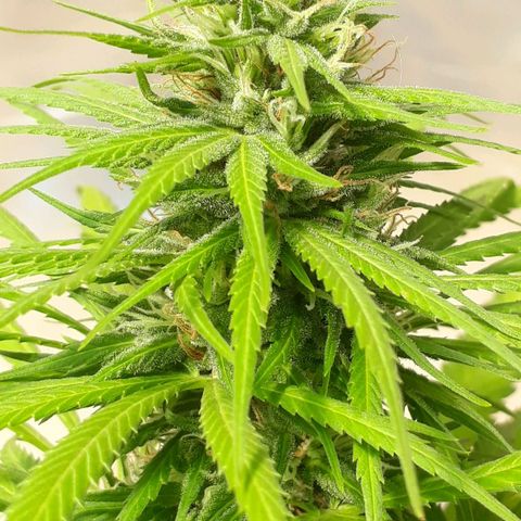 Prenseeds growlog timeline photo