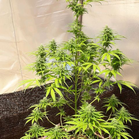 Prenseeds growlog timeline photo