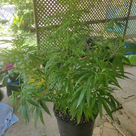 Blue Gelato growlog timeline photo