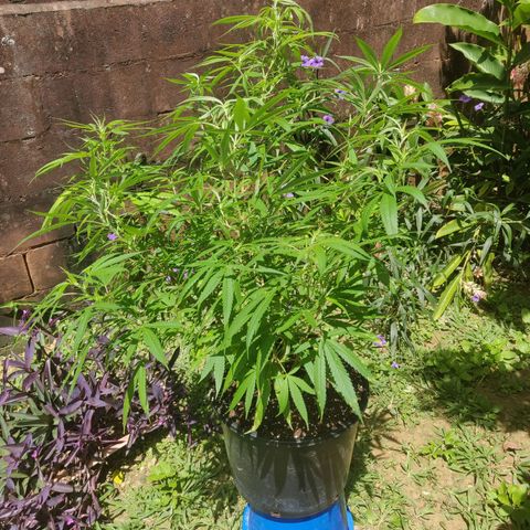 Blue Gelato growlog timeline photo