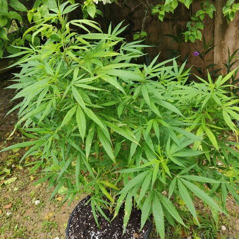 Blue Gelato growlog timeline photo