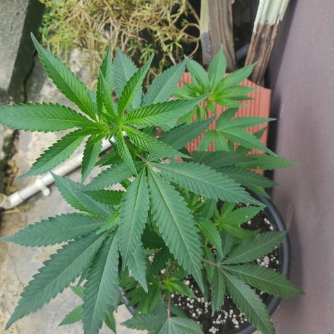 Bubba Kush growlog timeline photo