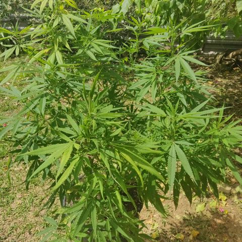 Blue Gelato growlog timeline photo