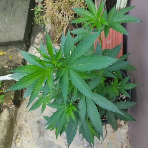 Bubba Kush growlog timeline photo
