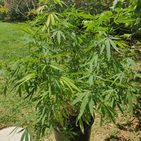 Blue Gelato growlog timeline photo