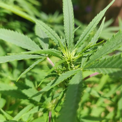 Blue Gelato growlog timeline photo