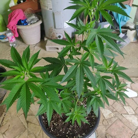 Bubba Kush growlog timeline photo