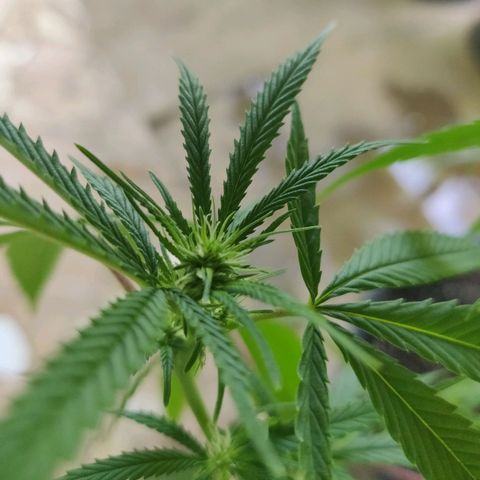 Blue Gelato growlog timeline photo