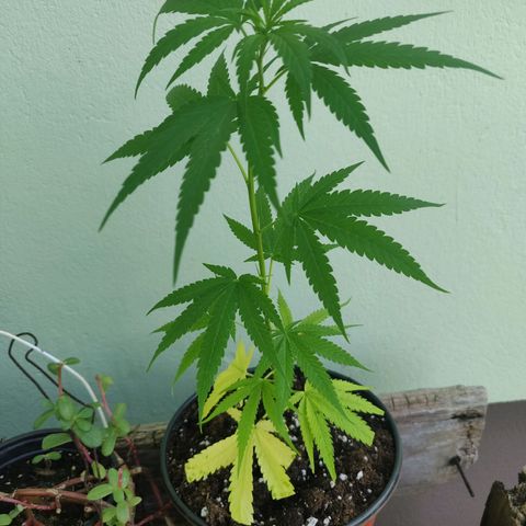 Unknown strain growlog timeline photo
