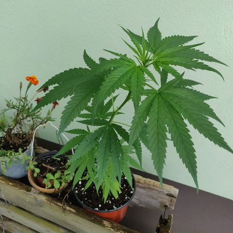 Unknown strain growlog timeline photo