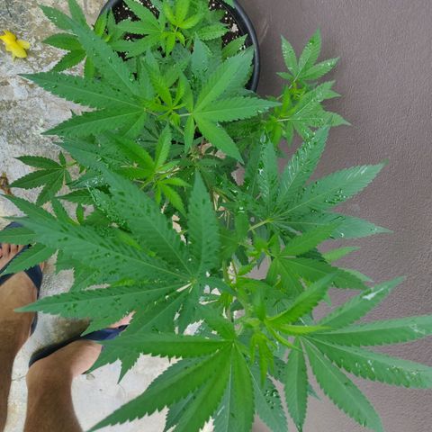 Bubba Kush growlog timeline photo