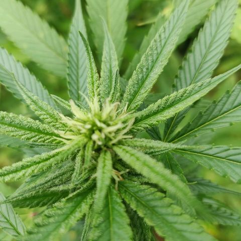 Blue Gelato growlog timeline photo