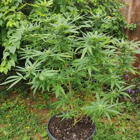 Blue Gelato growlog timeline photo