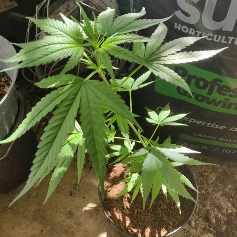Unknown strain growlog timeline photo