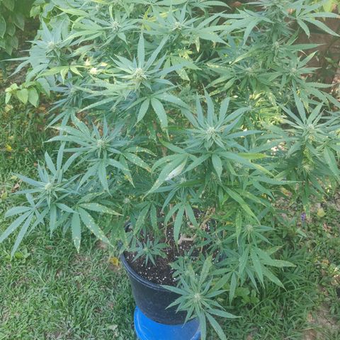 Blue Gelato growlog timeline photo