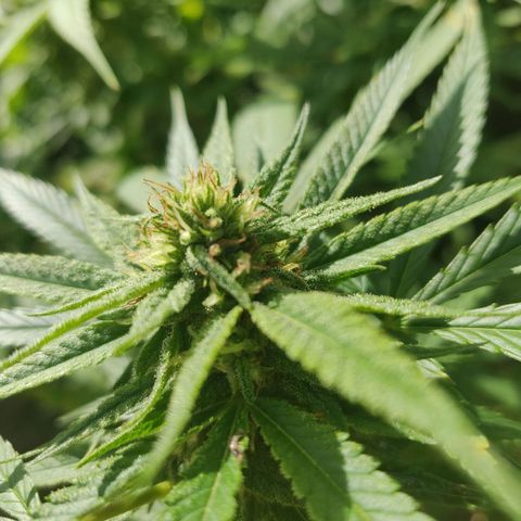 Blue Gelato growlog timeline photo