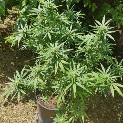 Blue Gelato growlog timeline photo