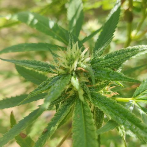 Blue Gelato growlog timeline photo