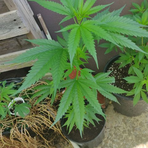 Unknown strain growlog timeline photo