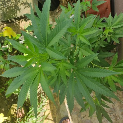 Bubba Kush growlog timeline photo