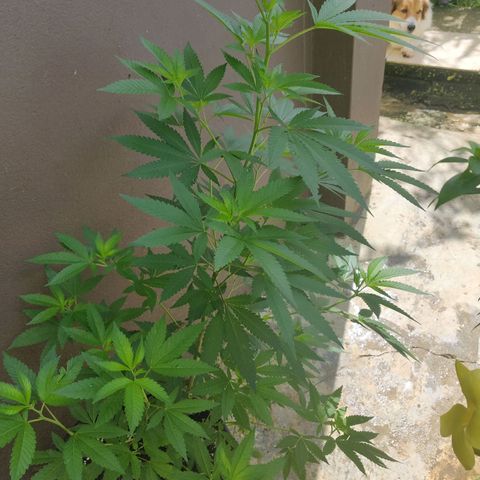 Bubba Kush growlog timeline photo