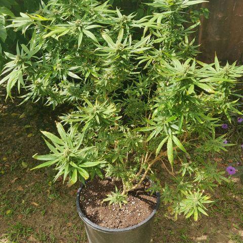Blue Gelato growlog timeline photo