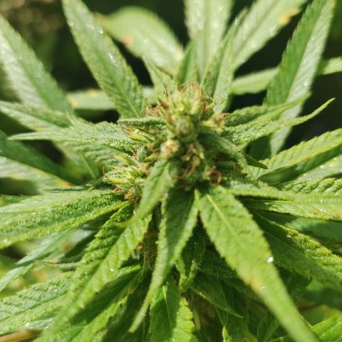 Blue Gelato growlog timeline photo