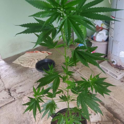 Unknown strain growlog timeline photo