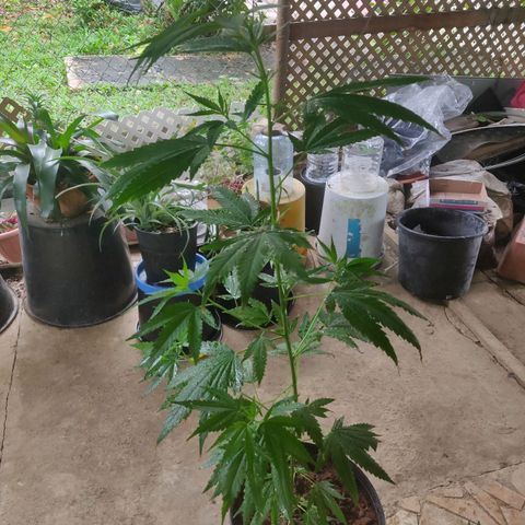 Unknown strain growlog timeline photo