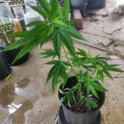 Cookie Dough 2 growlog timeline photo