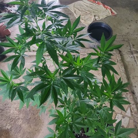 Bubba Kush growlog timeline photo