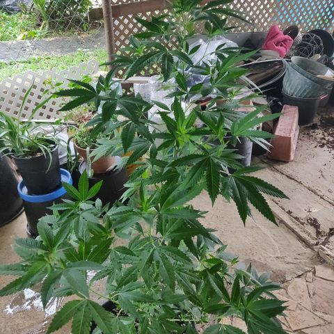 Bubba Kush growlog timeline photo