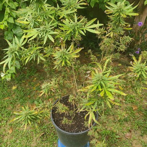 Blue Gelato growlog timeline photo