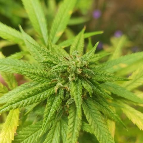 Blue Gelato growlog timeline photo