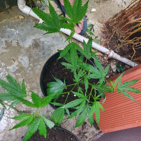 Cookie Dough 2 growlog photo: Topped