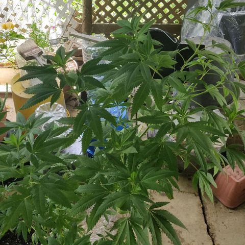 Bubba Kush growlog timeline photo