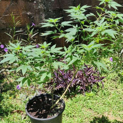 Bubba Kush growlog timeline photo